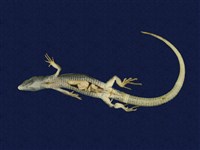 Hsuehshan grass lizard Collection Image, Figure 6, Total 8 Figures
